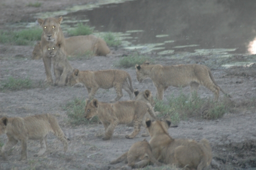 Many cubs 